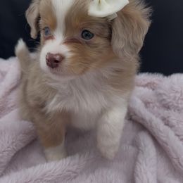 Miniature Australian Shepherd and Toy Australian Shepherd Puppies from Northern Roots Aussies