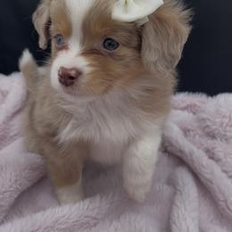 Miniature Australian Shepherd and Toy Australian Shepherd Puppies from Northern Roots Aussies