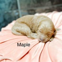 Maple - Red  female Goldendoodle puppy in Pasco, Washington from Camp Doodle Woods