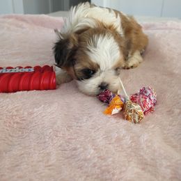 Sugar - Tricolor female Shih Tzu puppy in Paradise, California from Richview Shihtzu