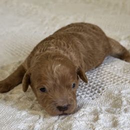 Andy - Brown white and tan male Cockapoo puppy in Sheridan, Missouri from Shepherdsfold’s Cockapoos