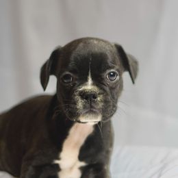 Black not named - Brindle male French Bulldog puppy in Columbus, Ohio from Northgate Frenchies