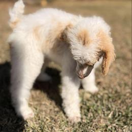 Poodle puppies from Milk Drunk Doodles And Poodles