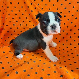 Vale - Black and white male Boston Terrier puppy in Fillmore, Illinois from Wind Hill Puppies