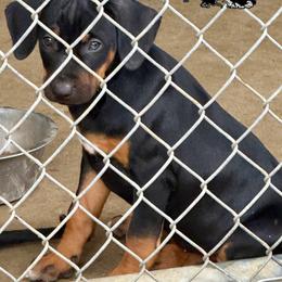 Female 2 - Black female Catahoula Leopard Dog puppy in Crestview, Florida from C4 Kennels of FL & AL