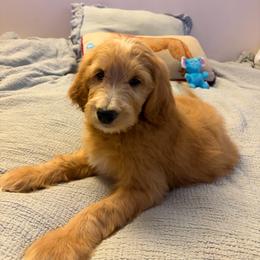 Commander Cody - Apricot male Goldendoodle puppy in Lancaster, California from Tailor made farms