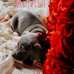 Weimaraner Puppies from North Georgia Weims