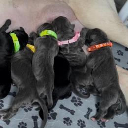 1st pick female - Black female Cane Corso puppy in Clewiston, Florida from Far From Average Kennels