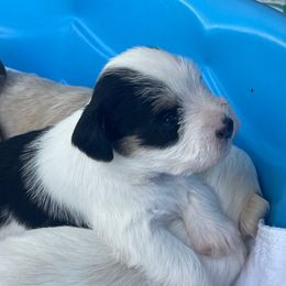 Dopey - Parti female Miniature Schnauzer puppy in Brundidge, Alabama from Deez Pups Magnificent Schnauzers