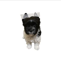 Maverick - Parti male Yorkshire Terrier puppy in Mattoon, Illinois from Strohlz Yorkies