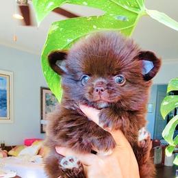 Ruby 9980 - Chocolate and white male Chihuahua puppy in Santa Rosa Beach, Florida from Eva's Chihuahua