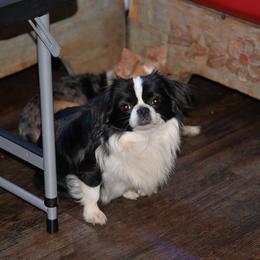 Buster - Black and white male Chihuahua puppy in Dime Box, Texas from Color Me Crazy Chihuahuas