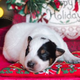 Hollow (ASDR) - Blue speckled female Australian Cattle Dog puppy in Marana, Arizona from Impact 3rd Australian Cattle Dogs