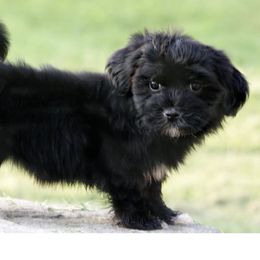 Jade - Black and white female Havanese puppy in Lancaster, South Carolina from 3 Bs Havanese-PUPPIES with  PURPOSE