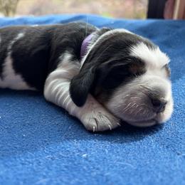 Celine - Tri-Roan female English Springer Spaniel puppy in Robesonia, Pennsylvania from Rogue Mountain Manor