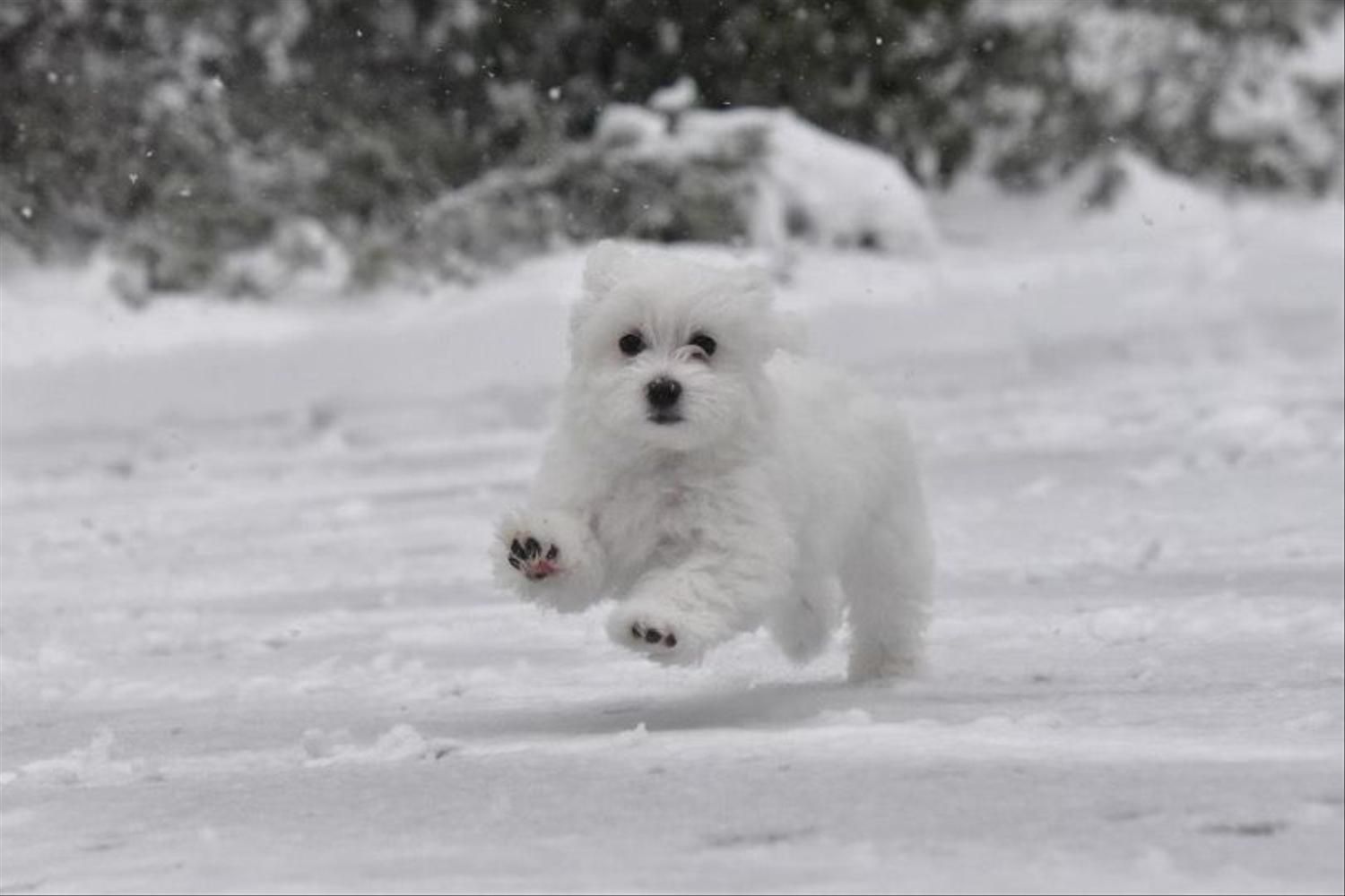 Um filhote de Maltês brinca na neve