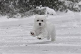 A Maltese puppy frolics in the snow 