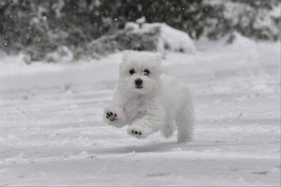A Maltese puppy frolics in the snow 