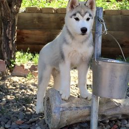 Siberian Husky Puppies from Pachodi Kennels