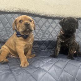 Cane Corso Puppies from TopNotch Corsos