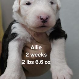 Allie - Black and white female Old English Sheepdog puppy in Sutherlin, Oregon from Sapphire Eyes Sheepdogs