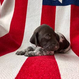Legend - Liver roan male German Shorthaired Pointer puppy in Dugspur, Virginia from Pilgrims Trails Shorthairs
