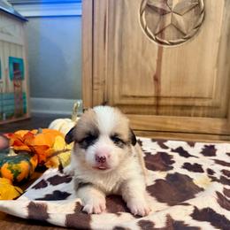 Boy 1 - Red male Pembroke Welsh Corgi puppy in Johnson City, Texas from McCall Creek Corgis