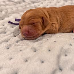 Gloria - Red  female Goldendoodle puppy in Rose Hill, North Carolina from Red Door Canines