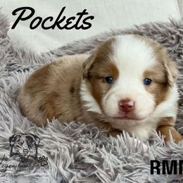 Pockets - Miniature American Shepherd puppy from Willow Lane Ranch
