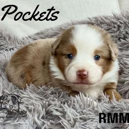 Pockets - Miniature American Shepherd puppy from Willow Lane Ranch