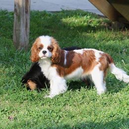 Brody - Cavalier King Charles Spaniel