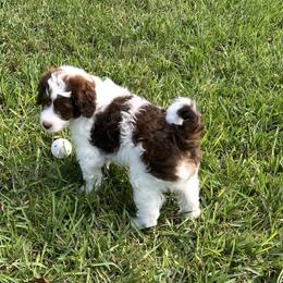 Bernedoodle, Cavalier King Charles Spaniel, and Cavapoo Puppies from Colorful-K9'S