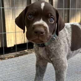 German Shorthaired Pointers from Underhill GSP