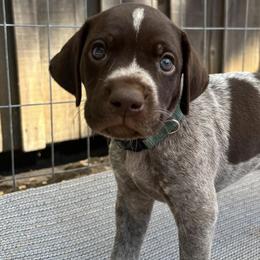 German Shorthaired Pointers from Underhill GSP