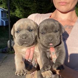 Boy 2 - Gray male Cane Corso puppy in Olympia, Washington from Grayling Dawn Cane Corso