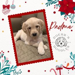 Goldendoodle and Golden Retriever Puppies from Duerr's Doodles & Retrievers