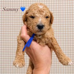 Sammy - Apricot male Goldendoodle puppy in La Porte, Texas from B+C Doodles