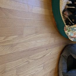 Miniature Bull Terriers from York