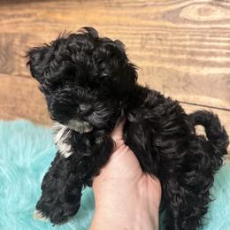 Max - Black and white male Shihpoo puppy in Graham, North Carolina from Geise Meadow Doodles