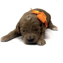 Mr. Orange, aka Crisp - Apricot male Goldendoodle puppy in Culpeper, Virginia from Beechwood Goldendoodles (VA)