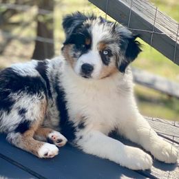Stevie Nicks - Blue merle female Miniature Australian Shepherd puppy in The Mid West, Illinois from Water's Edge Aussies