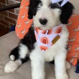 Goldendoodles, Labradoodles, Poodles, and Sheepadoodles from Osage Puppies LLC