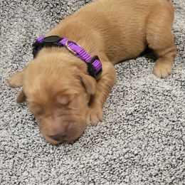 Girl 1 - Golden Retriever puppy from Copperhead Creek Goldens