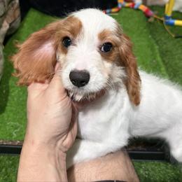 Nina - female Cavapoo puppy in Bourne, Massachusetts from Shih Tzu Pups