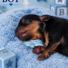 Litter - Black and gold male Yorkshire Terrier puppy in Selmer, Tennessee from Mountain Magic Yorkies