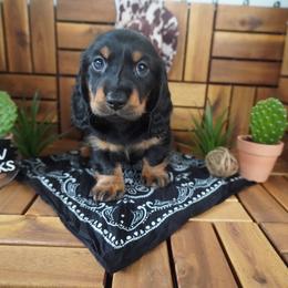 Forest - AKC - Black and tan male Dachshund puppy in Miami, Florida from Oscar's Dachshunds