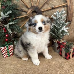 Blue Merle Female - Blue merle male Miniature American Shepherd puppy in Cowlitz County, Washington from Pleasant Woods Miniature American Shepherds