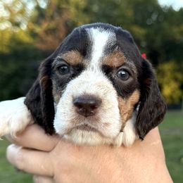 Greta - Liver white and tan female English Springer Spaniel puppy in Bay City, Wisconsin from Springer Hills Farm