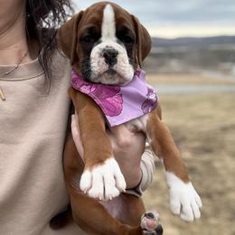 B2- Litter: Beretta - Purple Collar Flashy Fawn Female - Fawn Boxer puppy in Alpine, New York from Kickin Rooster AKC Boxers