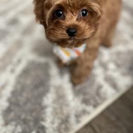 Bernedoodle, Cavapoo, Havanese, and Havapoo Puppies from Lady Paws Puppies - Cassie